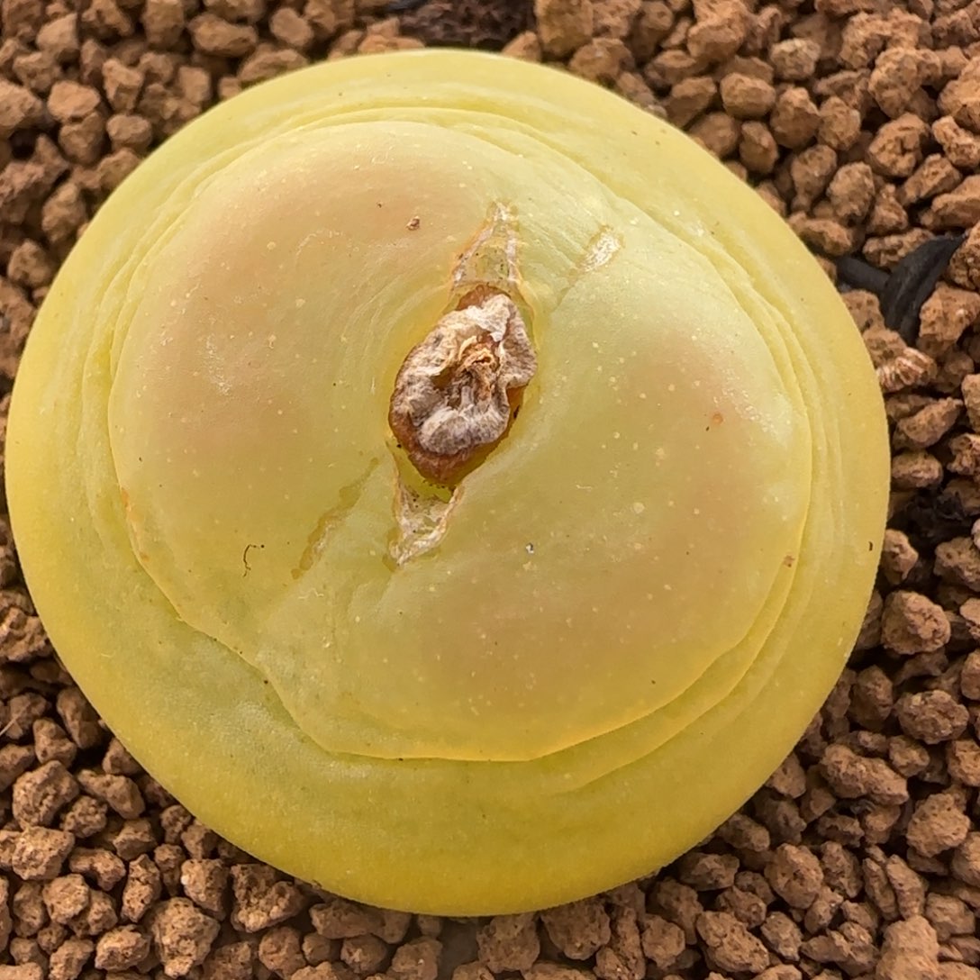 多肉植物大拉2.7公分15号链接