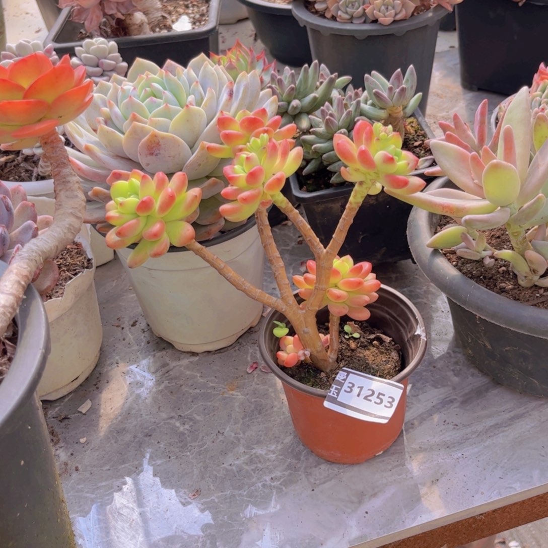 梦***…香格里拉朵朵31253