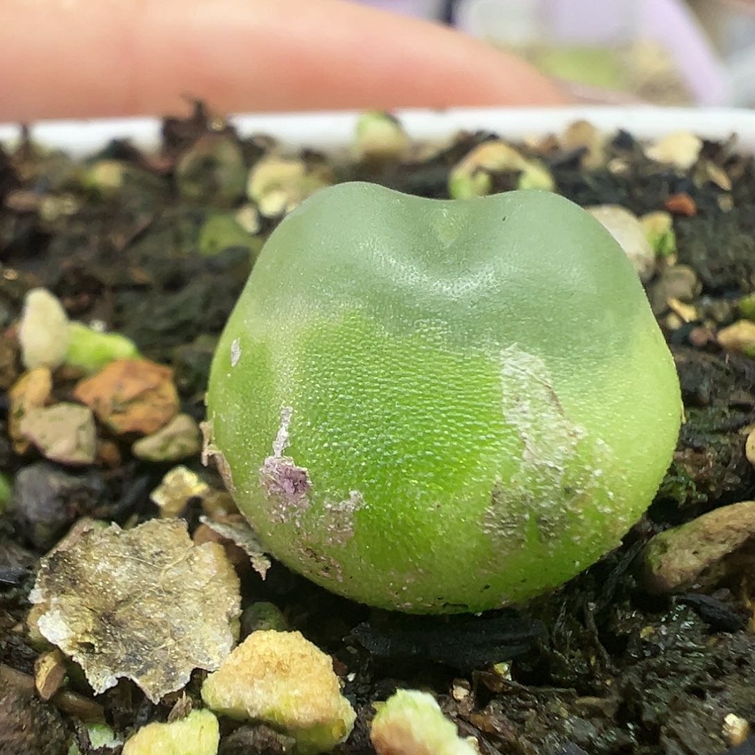 542拉登2606裸根发货