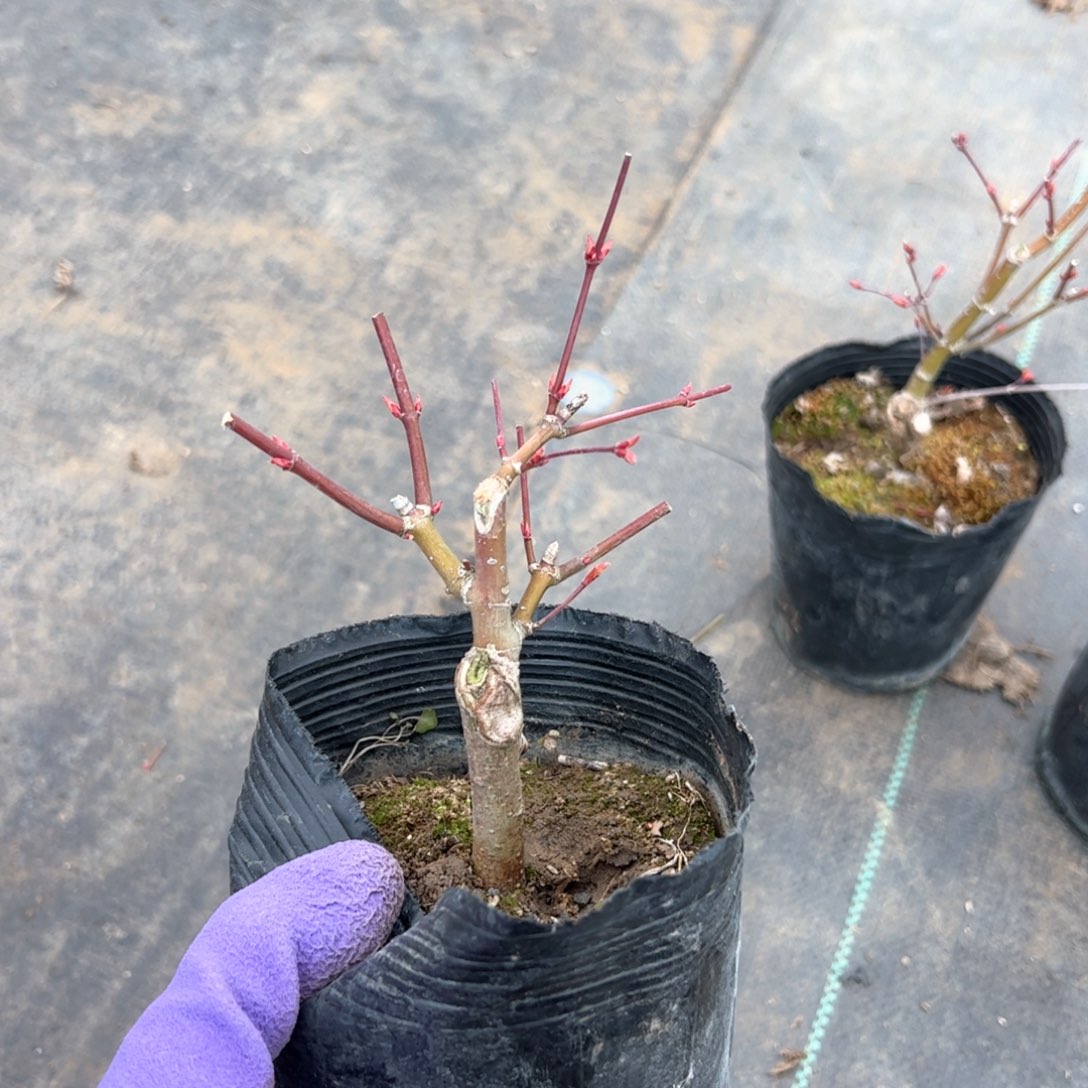 1***1枫树枫树枫树枫树