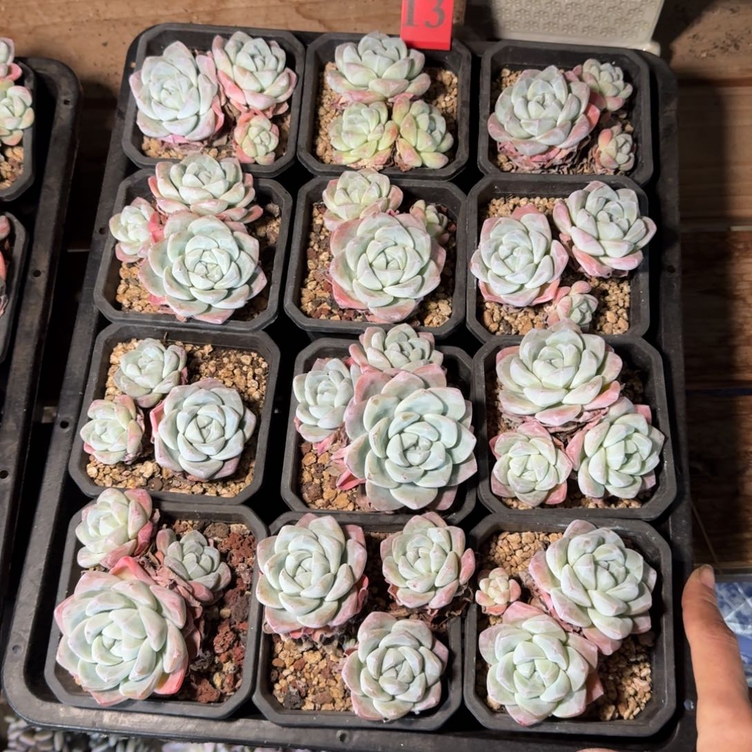 冰玉12颗带盆发13