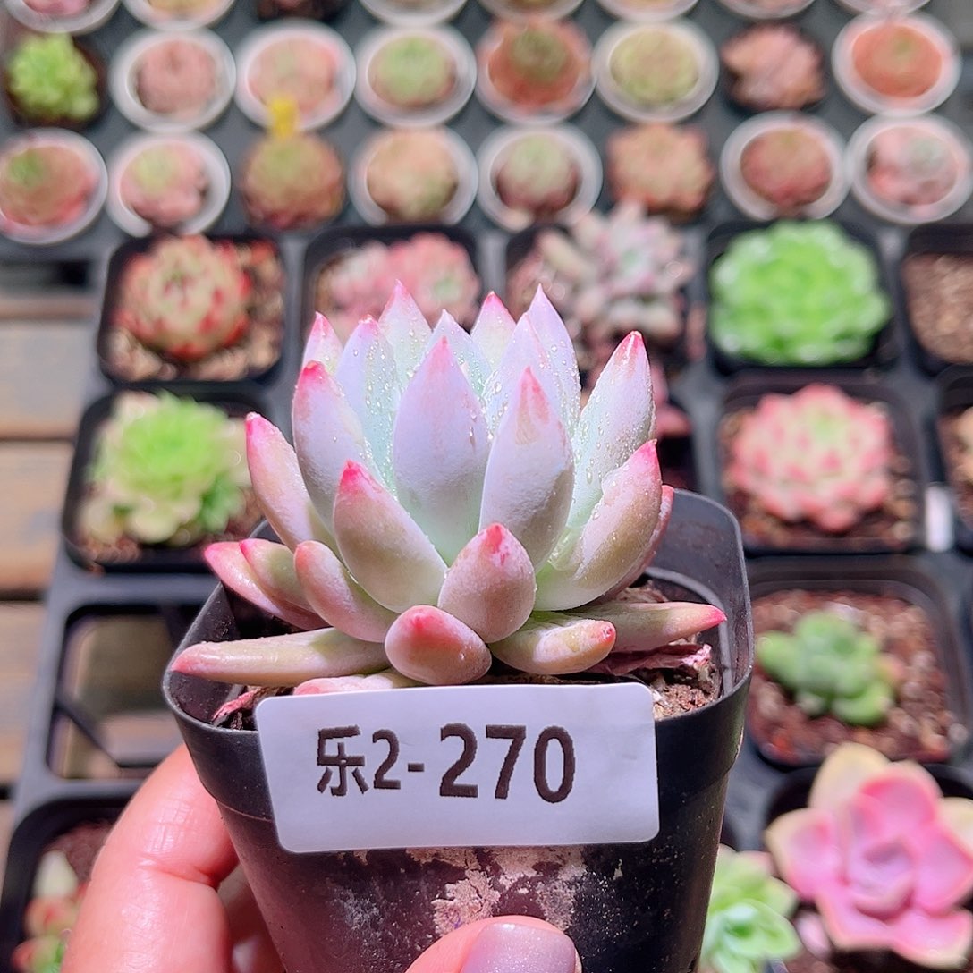 乐然2-270 奶瓶单头