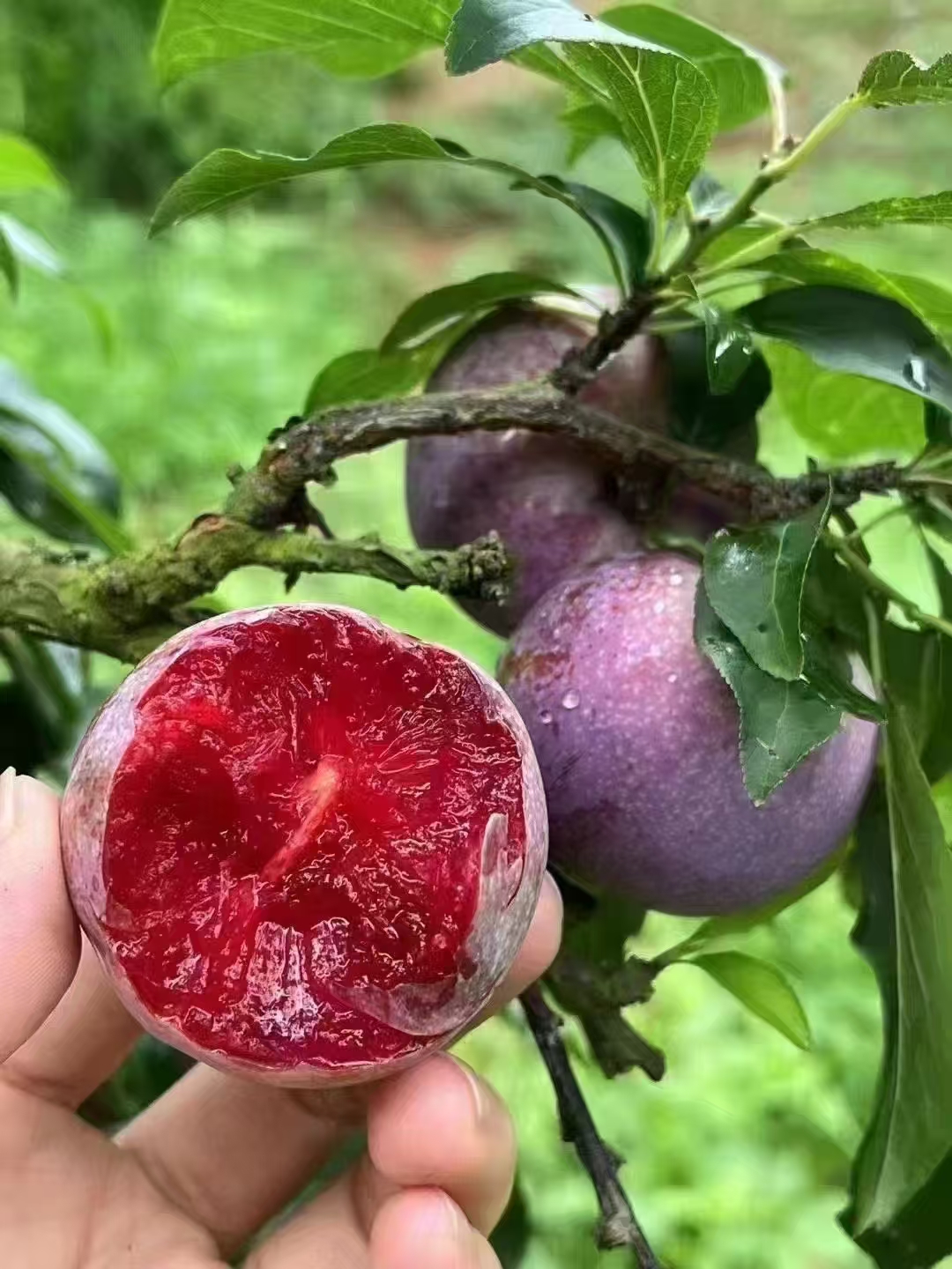 钱排红心三华李  酸甜多汁 新鲜采摘 现在现发 源头产地直发