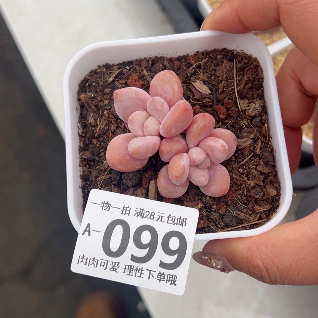 洛神多肉多肉多肉多肉