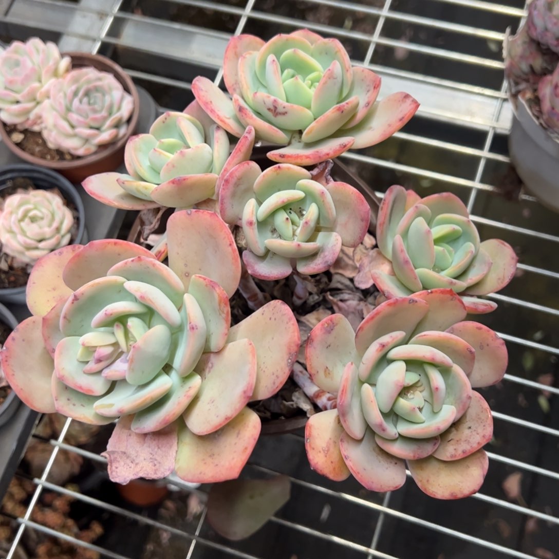 白月光一物一拍2300