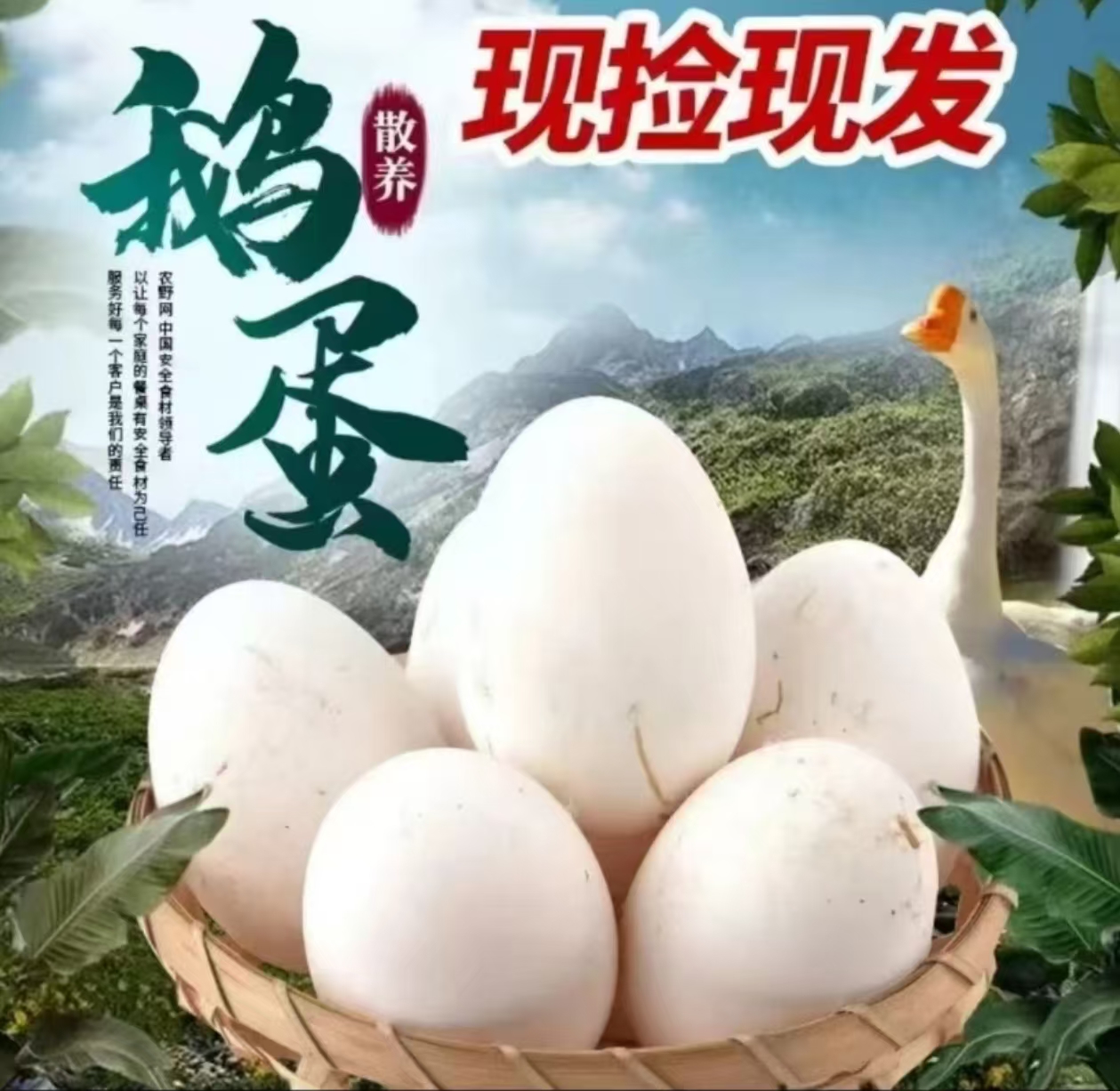 买6枚送6枚）农家散养土鹅蛋 现捡现发到手12枚