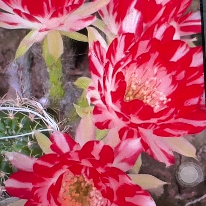 德三3公分丽花仙人球