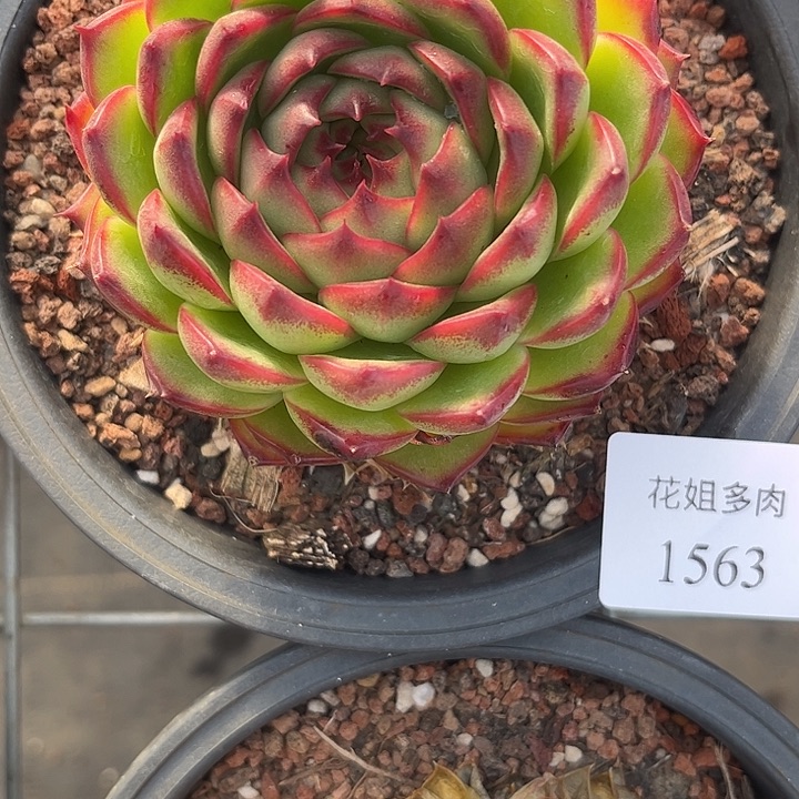 风***人1563一颗开播福利来啦来啦来啦