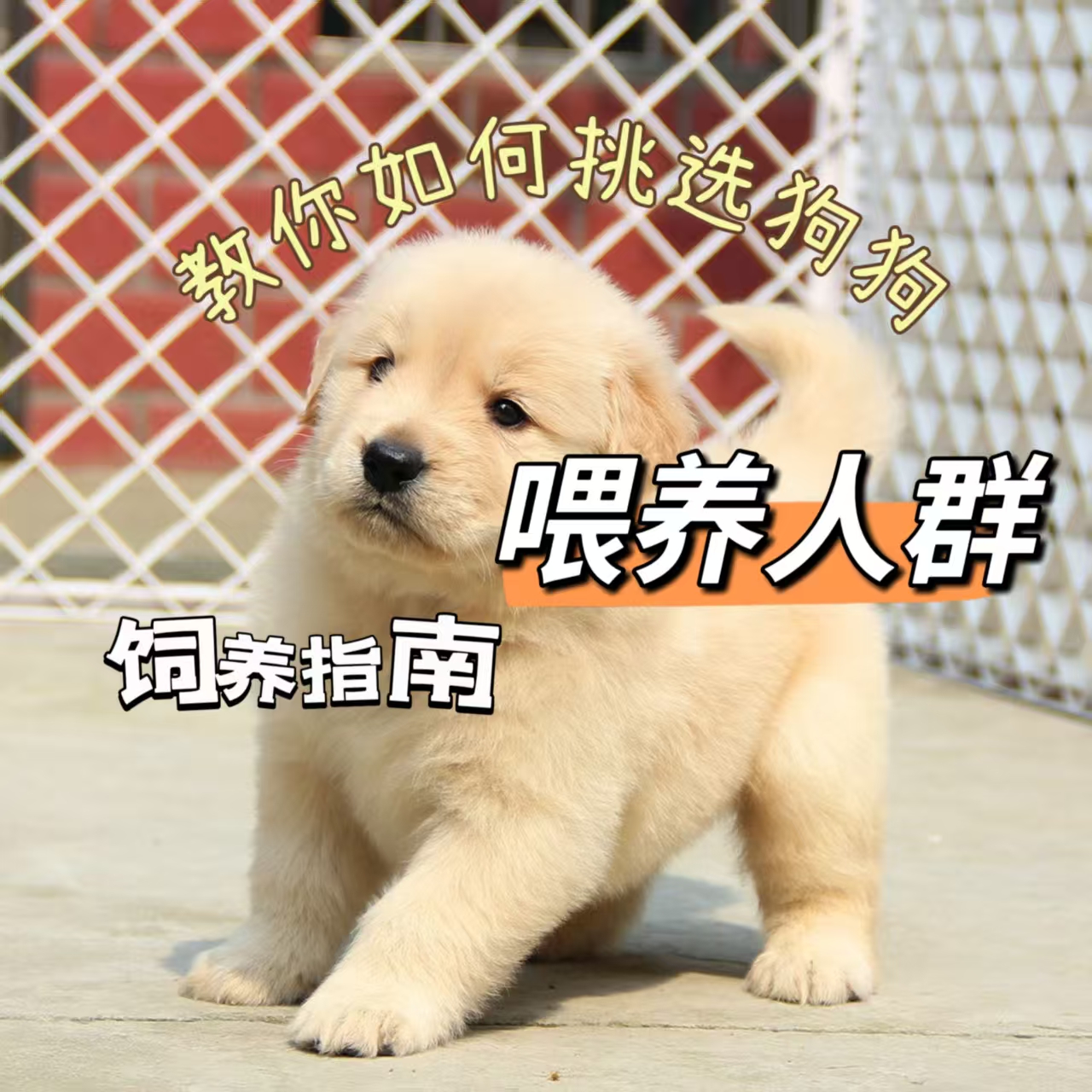 叫你如何挑选狗狗