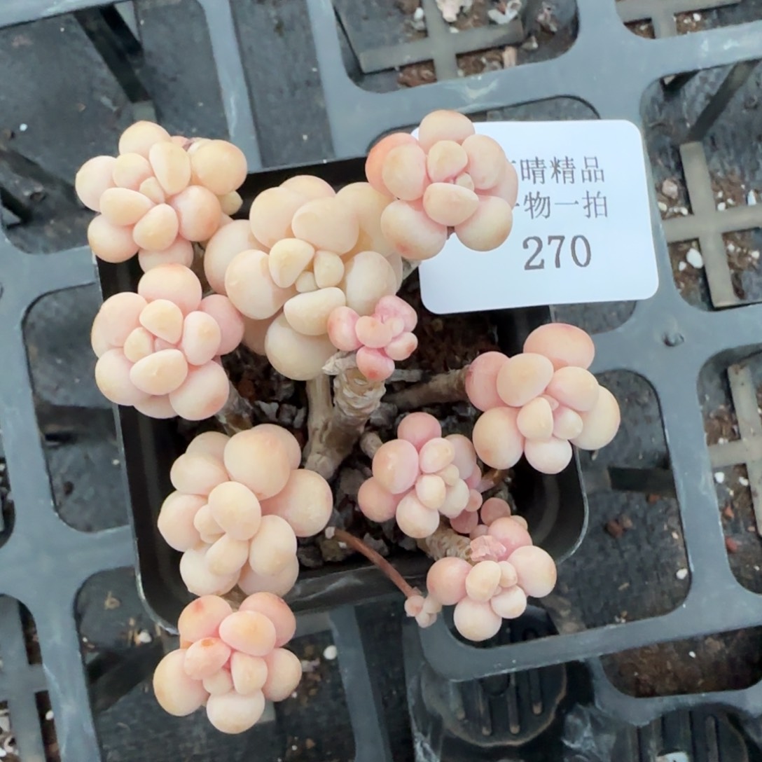 闪购精品多肉270号