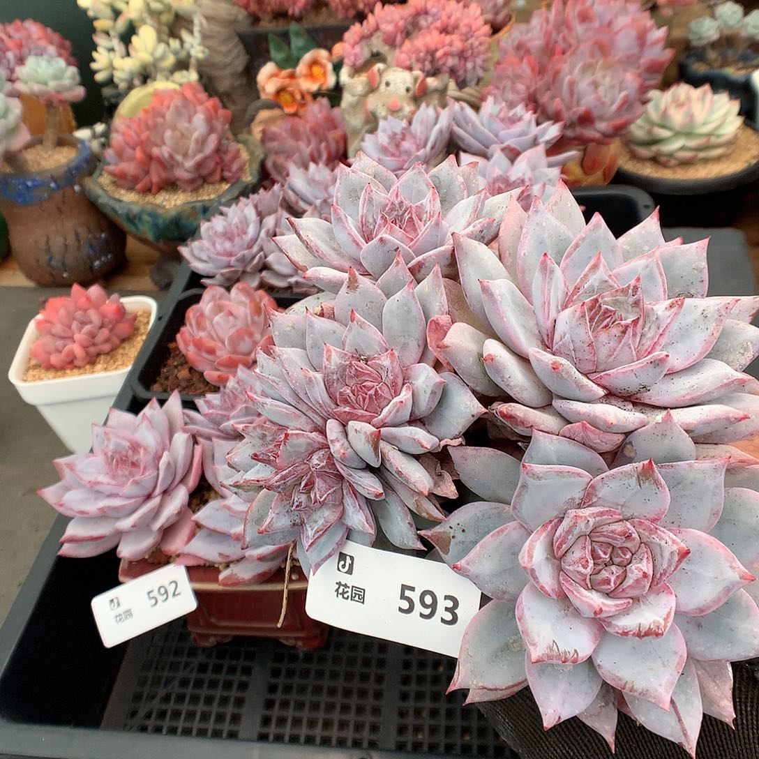 593粉蓝鸟多肉植物666
