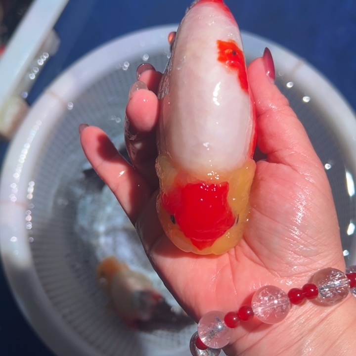 土***宝海水鱼潘氏金鱼兰寿金鱼