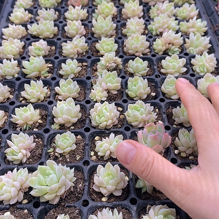 10 多肉植物盆栽花卉
