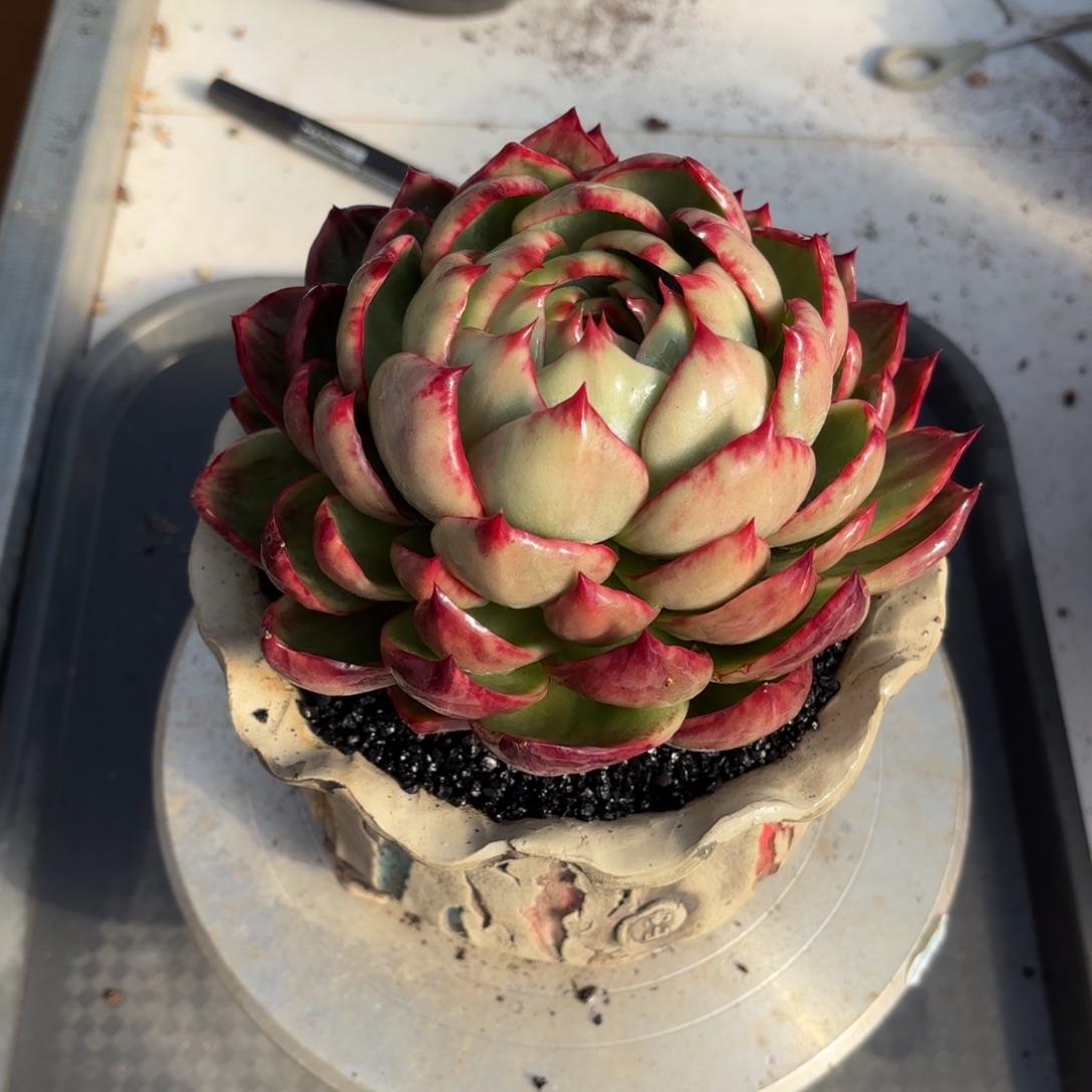 惊鸿仙子 包子脸 不含盆