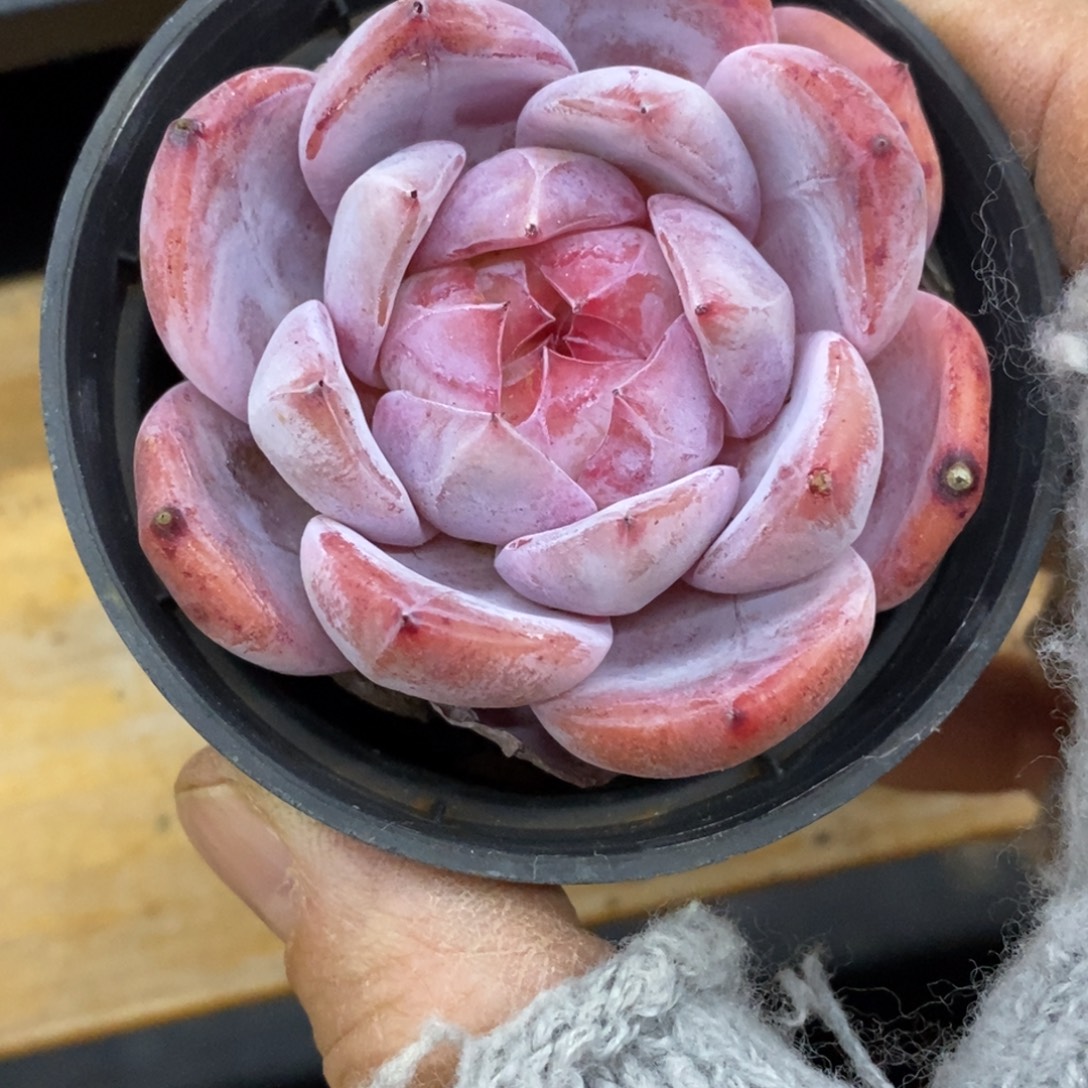 精品多肉一物一拍不包整10