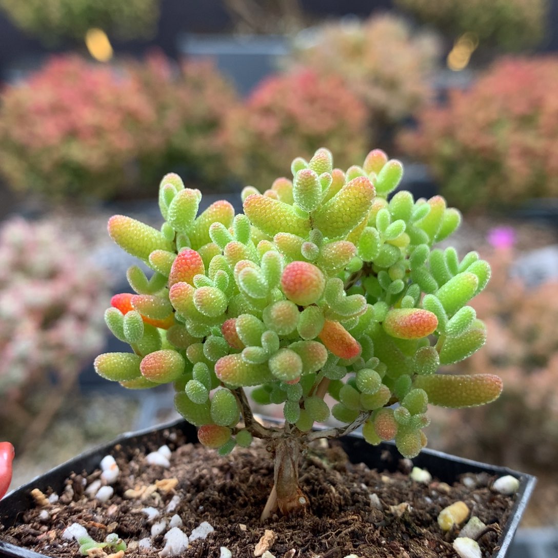 B277蜜橘枝干番杏