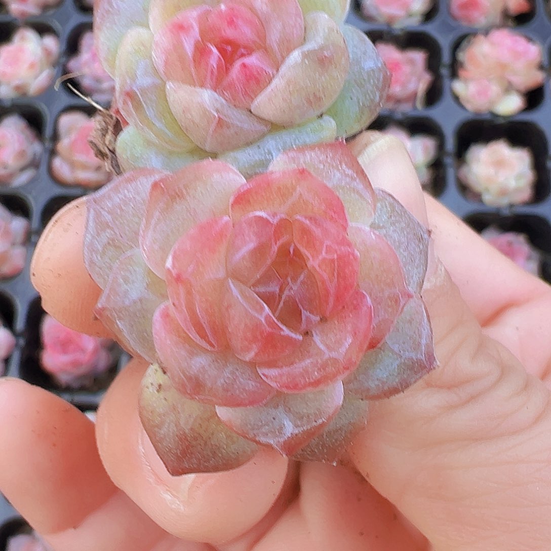 风花雪月苗5颗19包邮