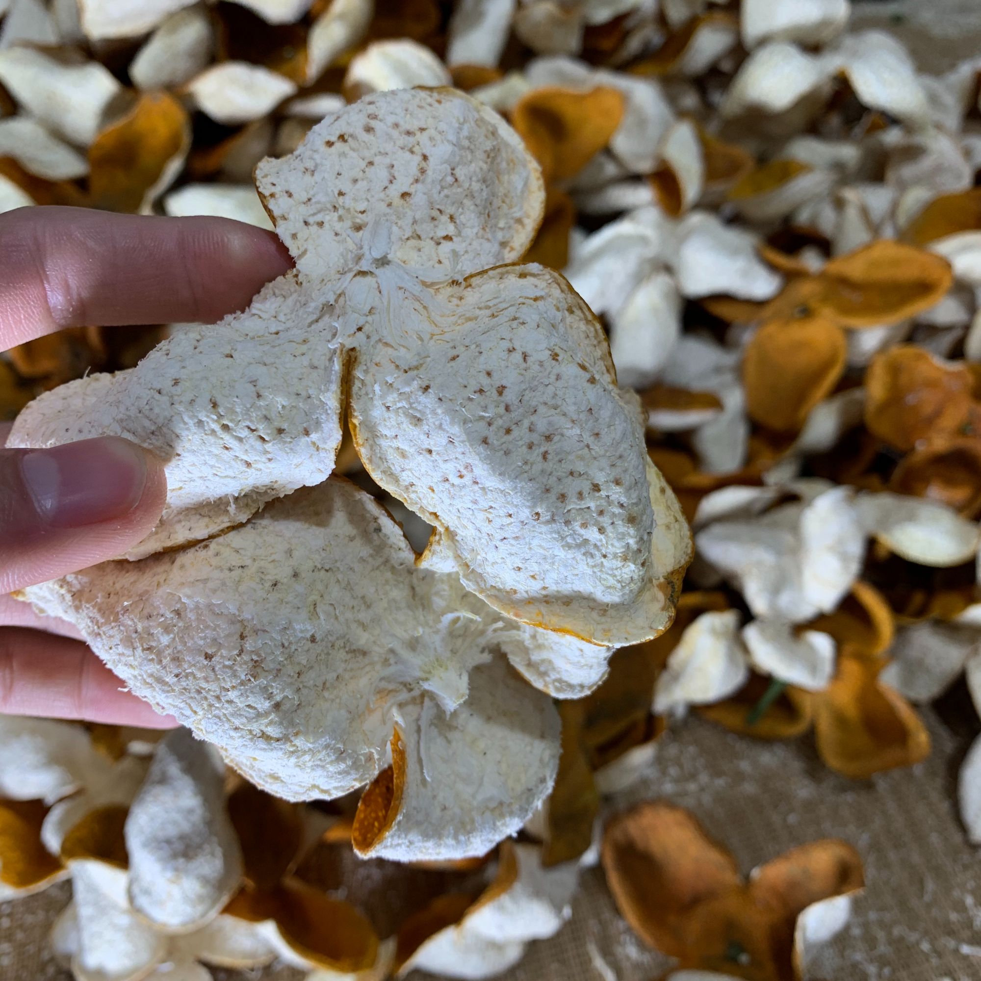 2024年【老树大红皮】天然生晒