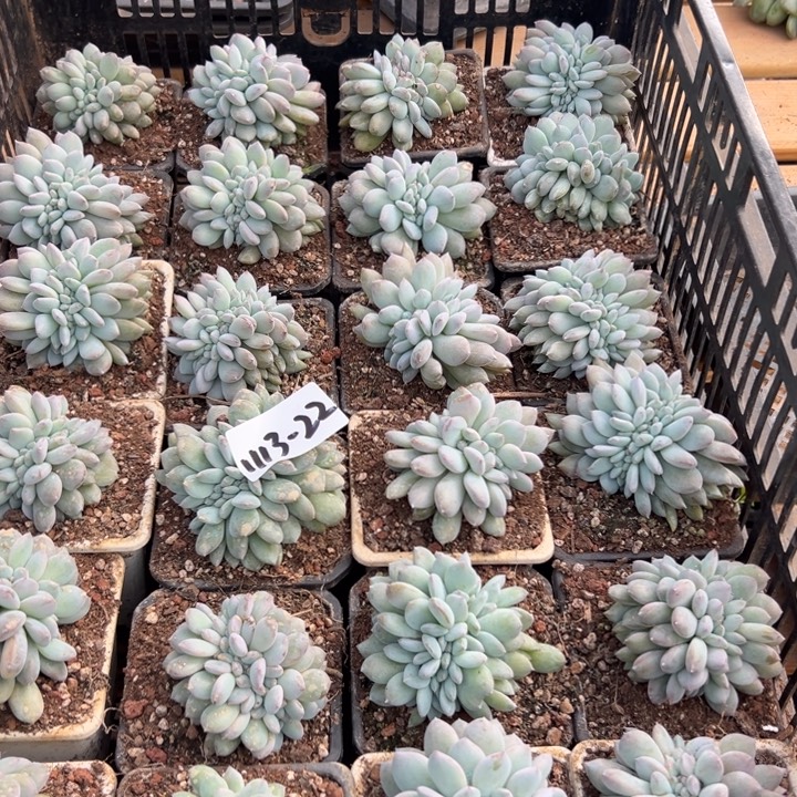 1113-22小橙子缀随机