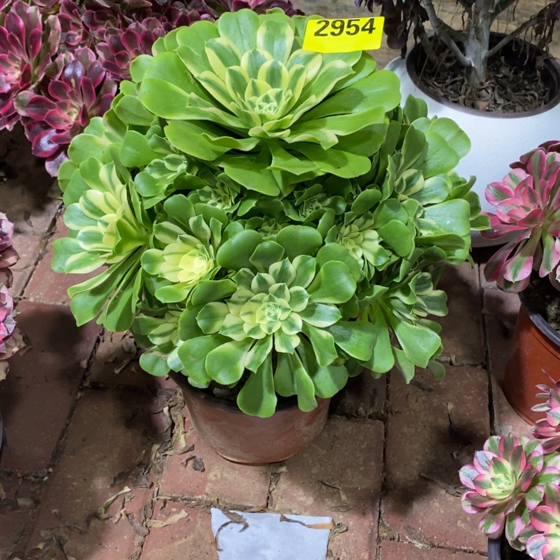 辛尼亚多肉法师2954