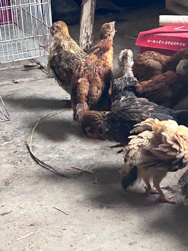 贵州本地老品种土鸡