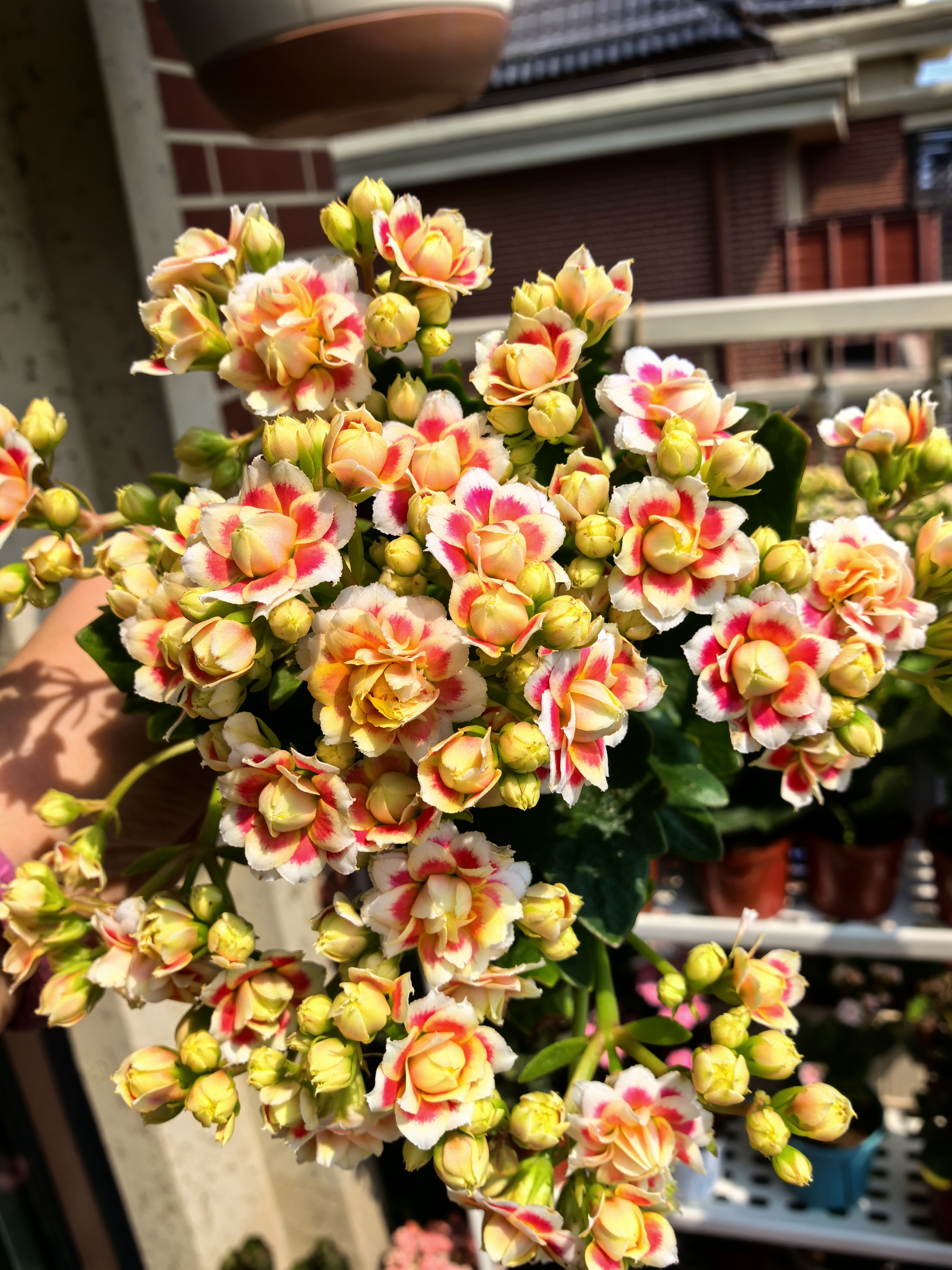 23新品 猫王 110盆