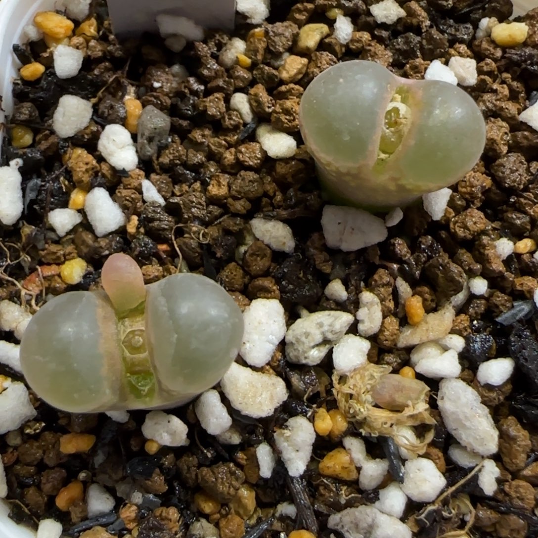 12.2。脱土发。风铃x2。  2017