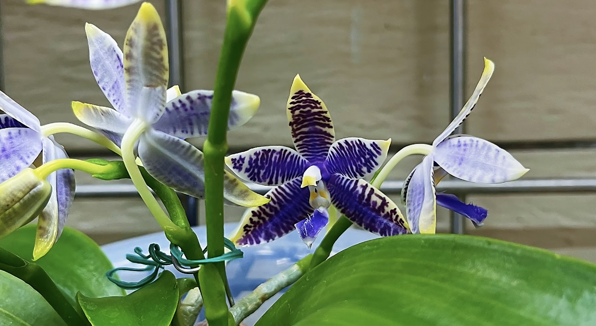 【1853】蝴蝶兰 双花剑 蓝色系 稀有品种 懒人植物 好养耐开 
