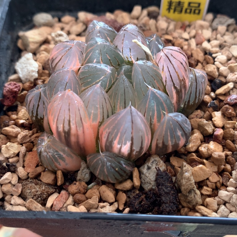 【闪购商品】713霓虹灯