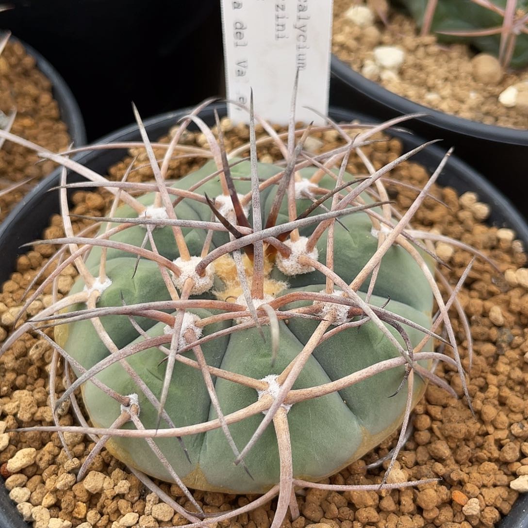 仙人球裸萼属捩刺天平6.4厘米