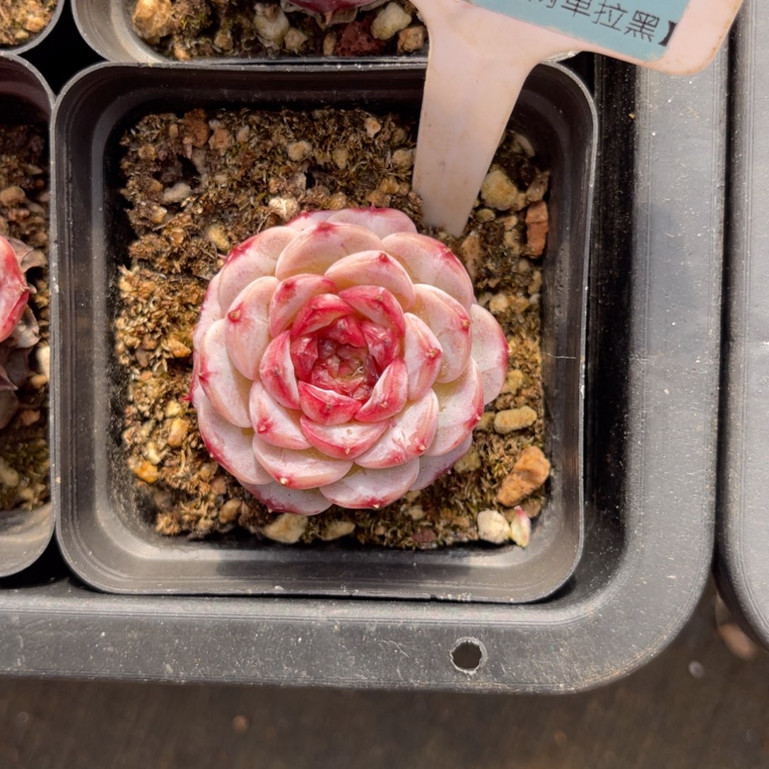 云尘多肉一物一拍1568