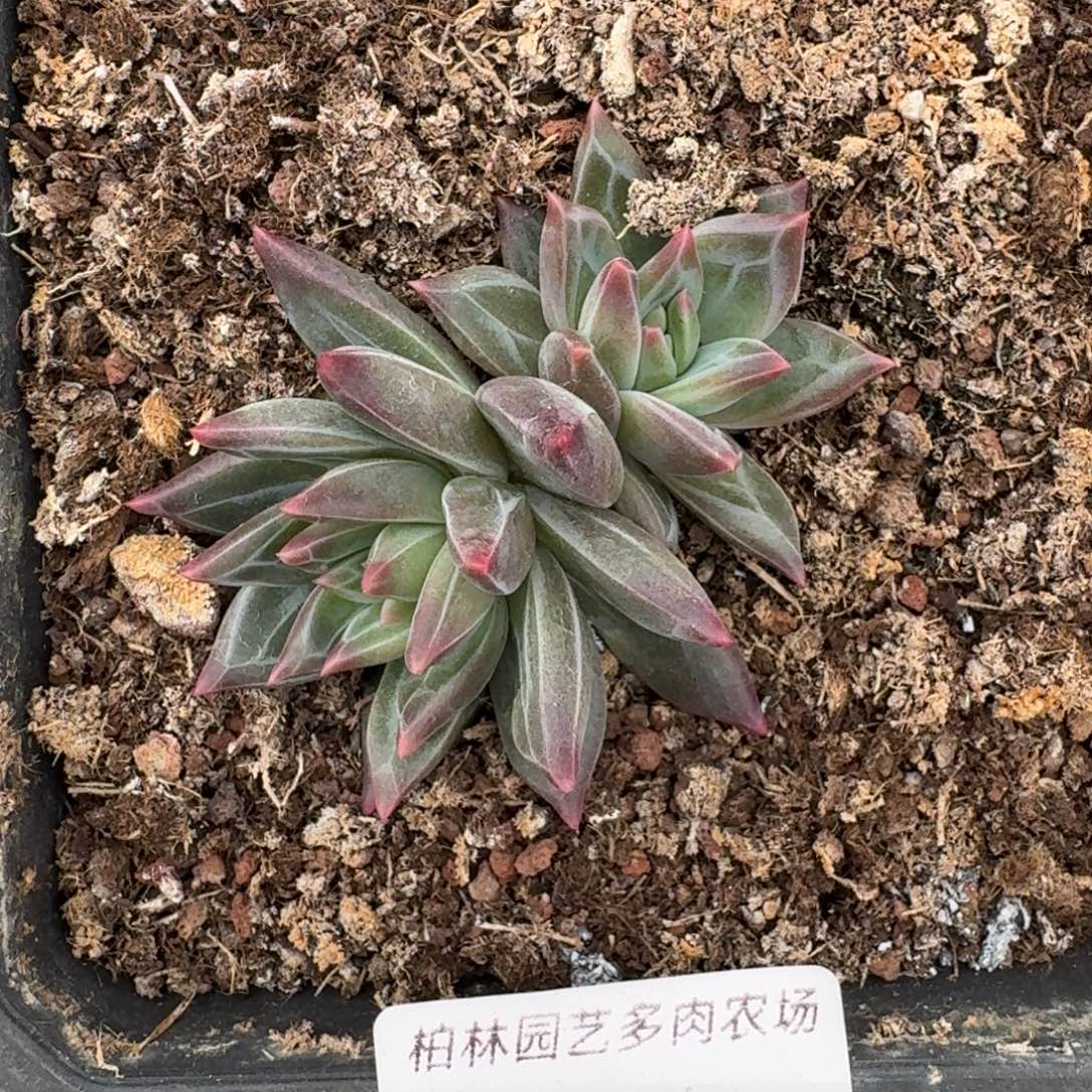 139 美人杂交 一物一拍