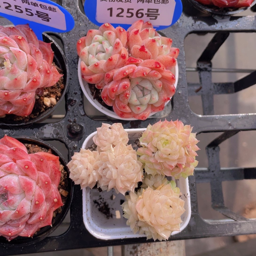 1256号如梦令群生➕麦秆组合3群