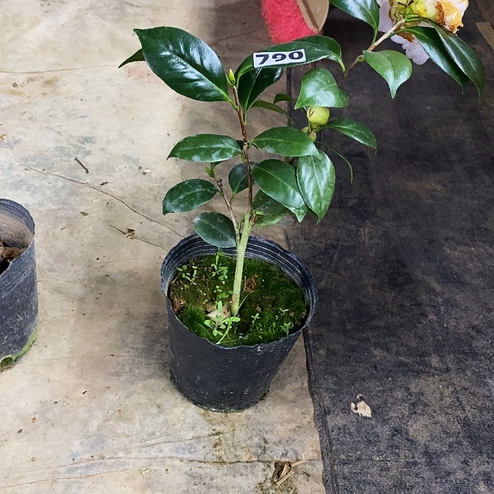 戴氏。    茶花。    790。   