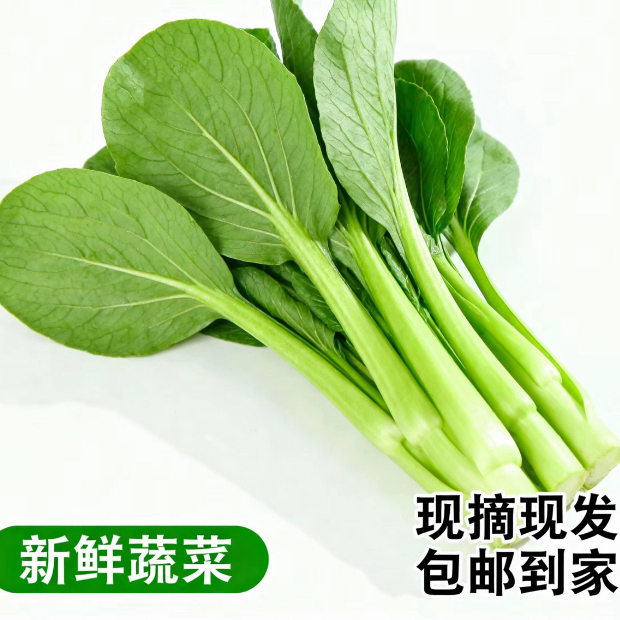 顺丰包邮青岛本地菜心鲜嫩爽口2斤装菜心