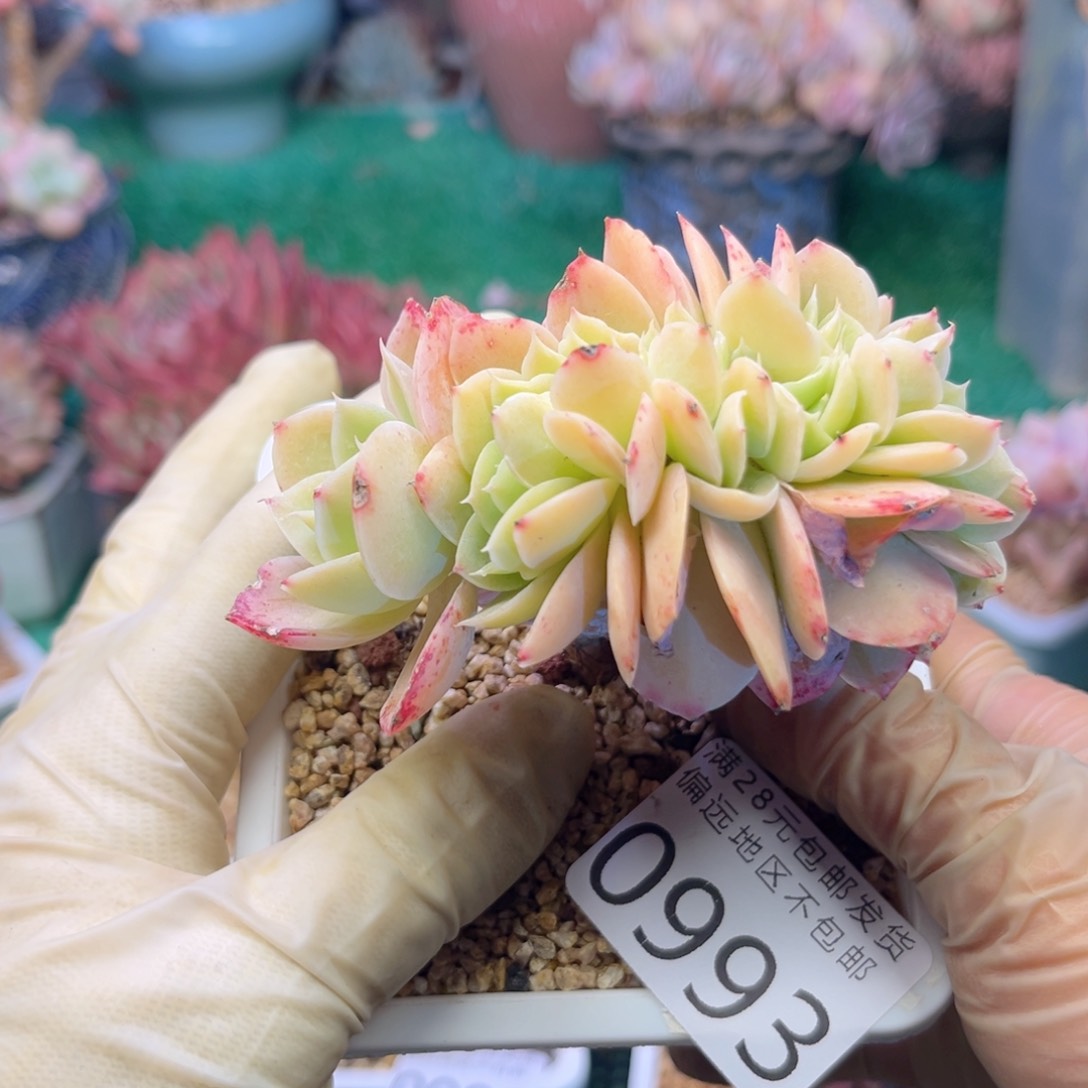 大0993；vs b d h f h n