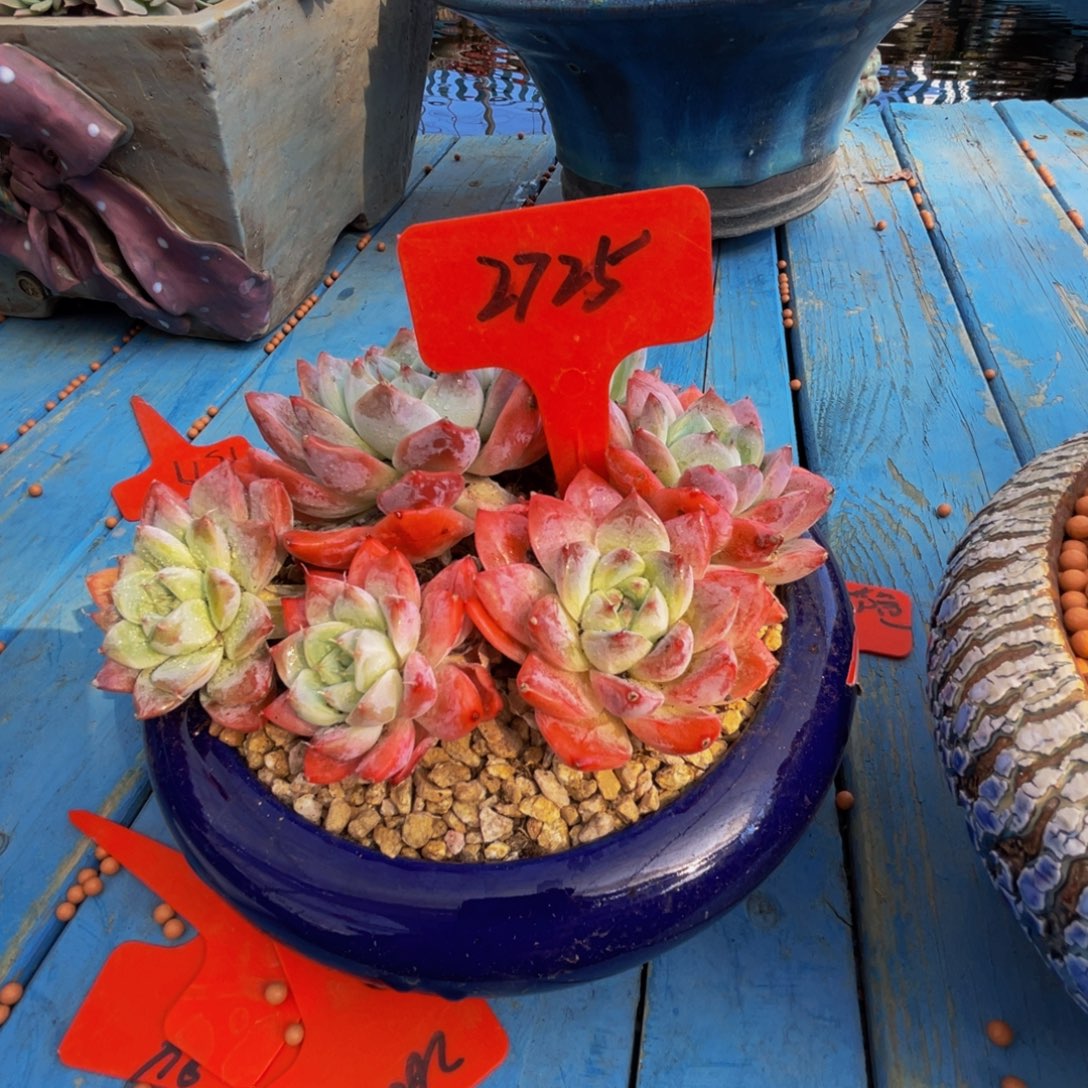 开***姐2725上午多肉植物群生带盆