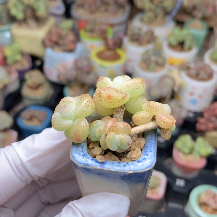 小脸冰玉 满血点 造型漂亮 大小6头 木质