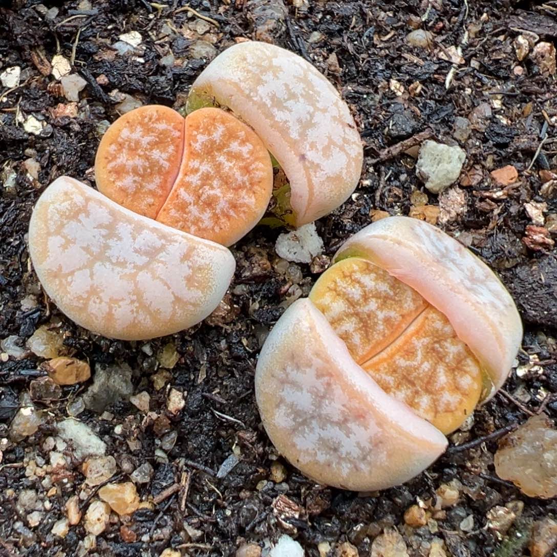 2.22好看的多肉438