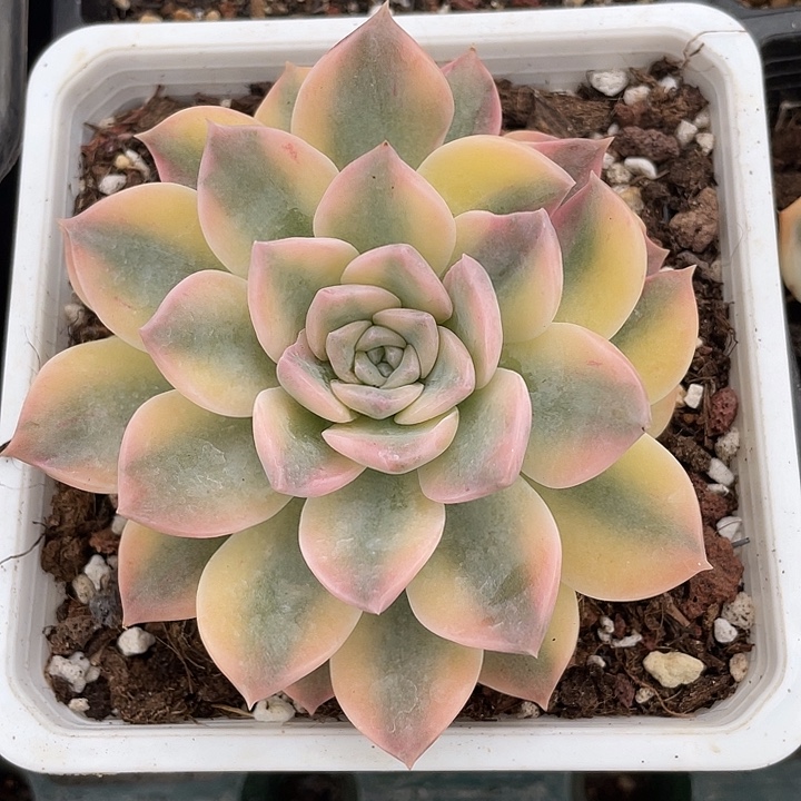 安娜玫瑰锦。锦龙一物一拍