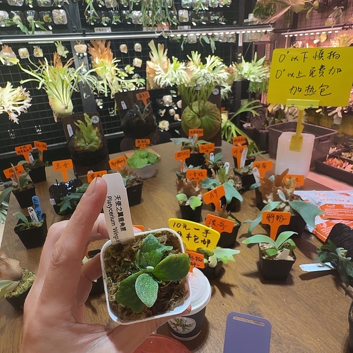 无花朵鹿野直播间竞拍宝甲大苗