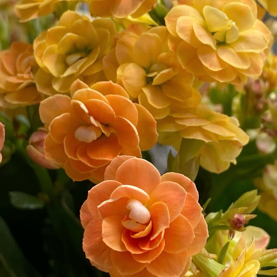 海绵宝宝110盆长寿花变色复色