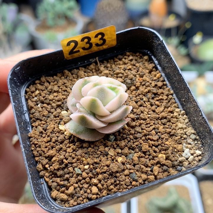 龙宫城锦青索龙属带盆