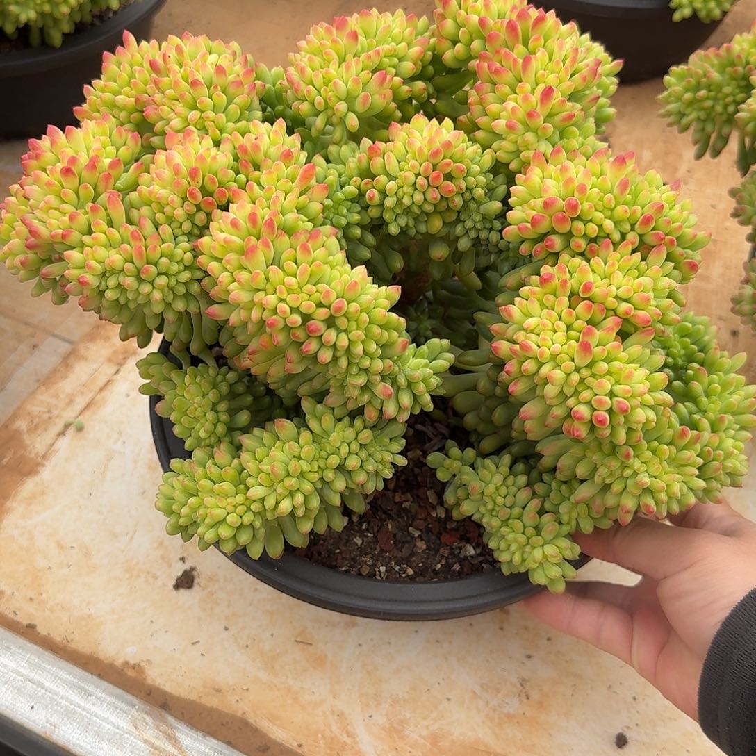 香格里拉缀化多肉24公分