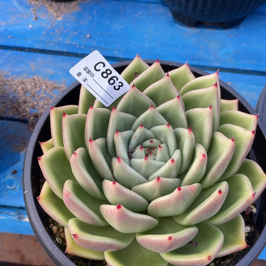 若如东云单拍C863