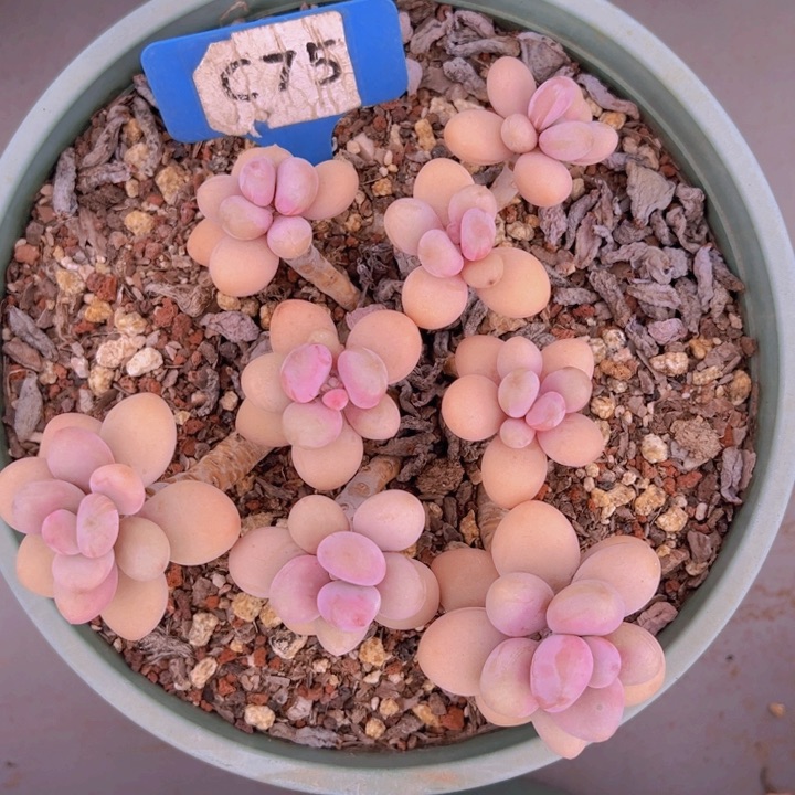 健健康康平平安安