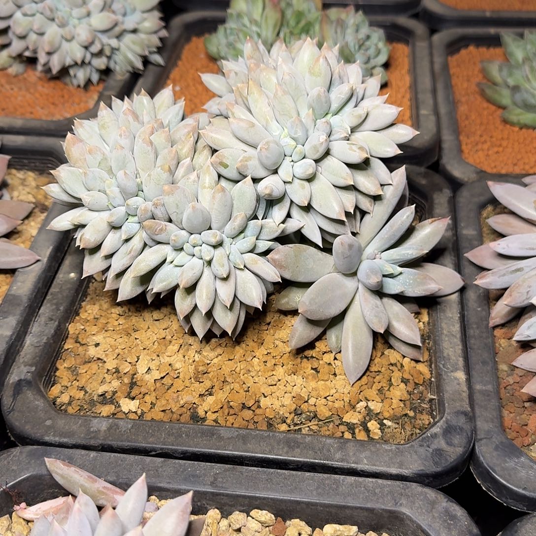 爱****多肉植物多肉植物