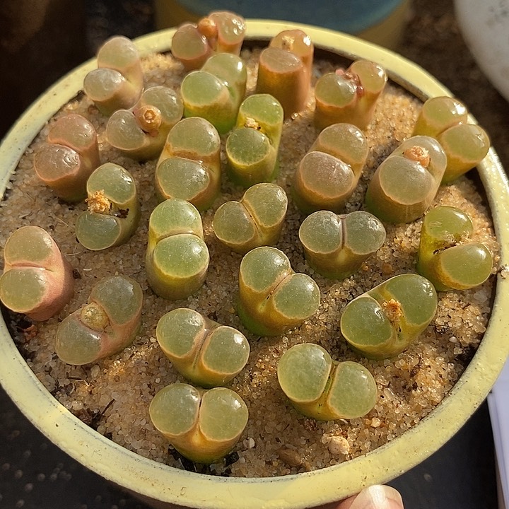 26542熊猫磁铁一盆
