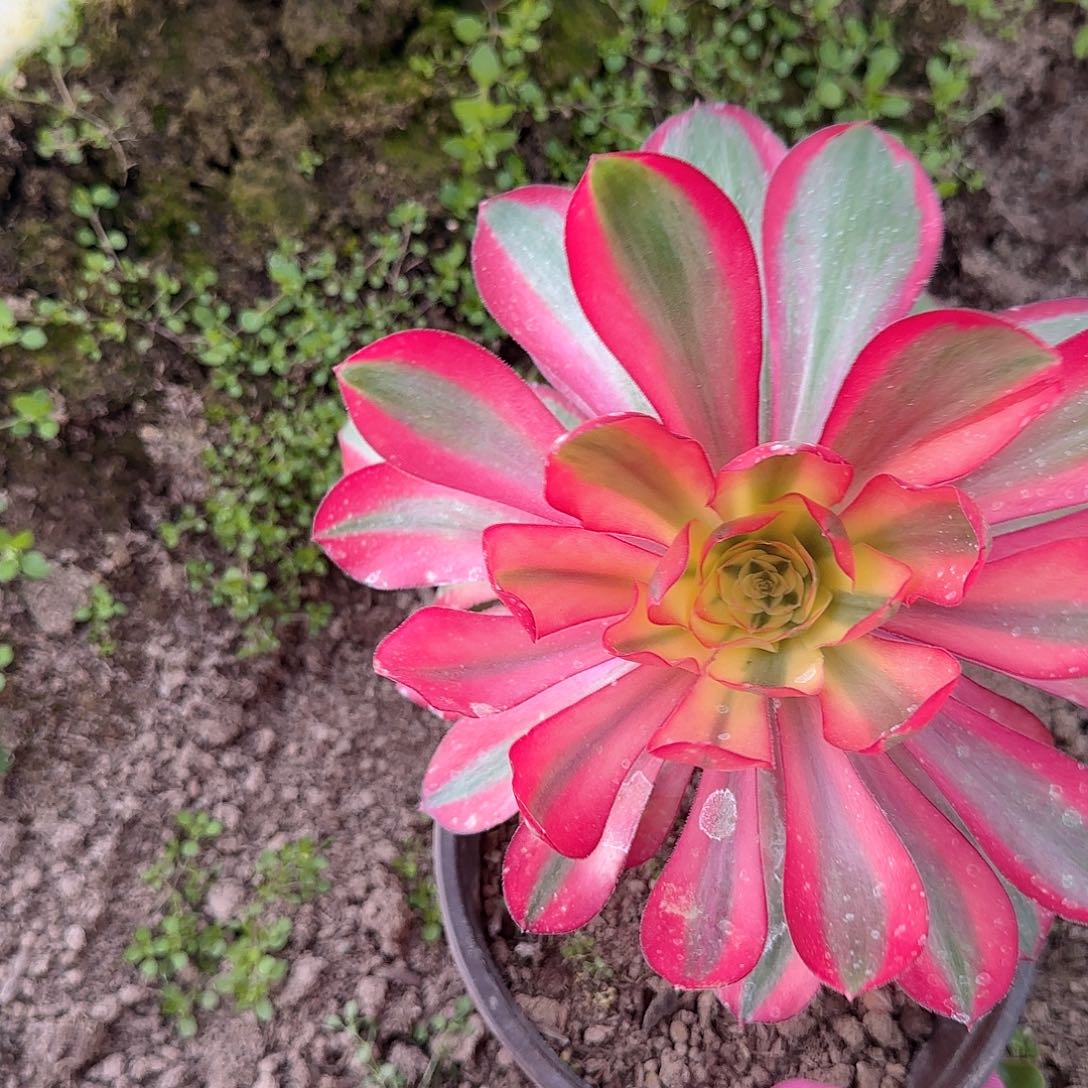 3-1093--多头多肉植物