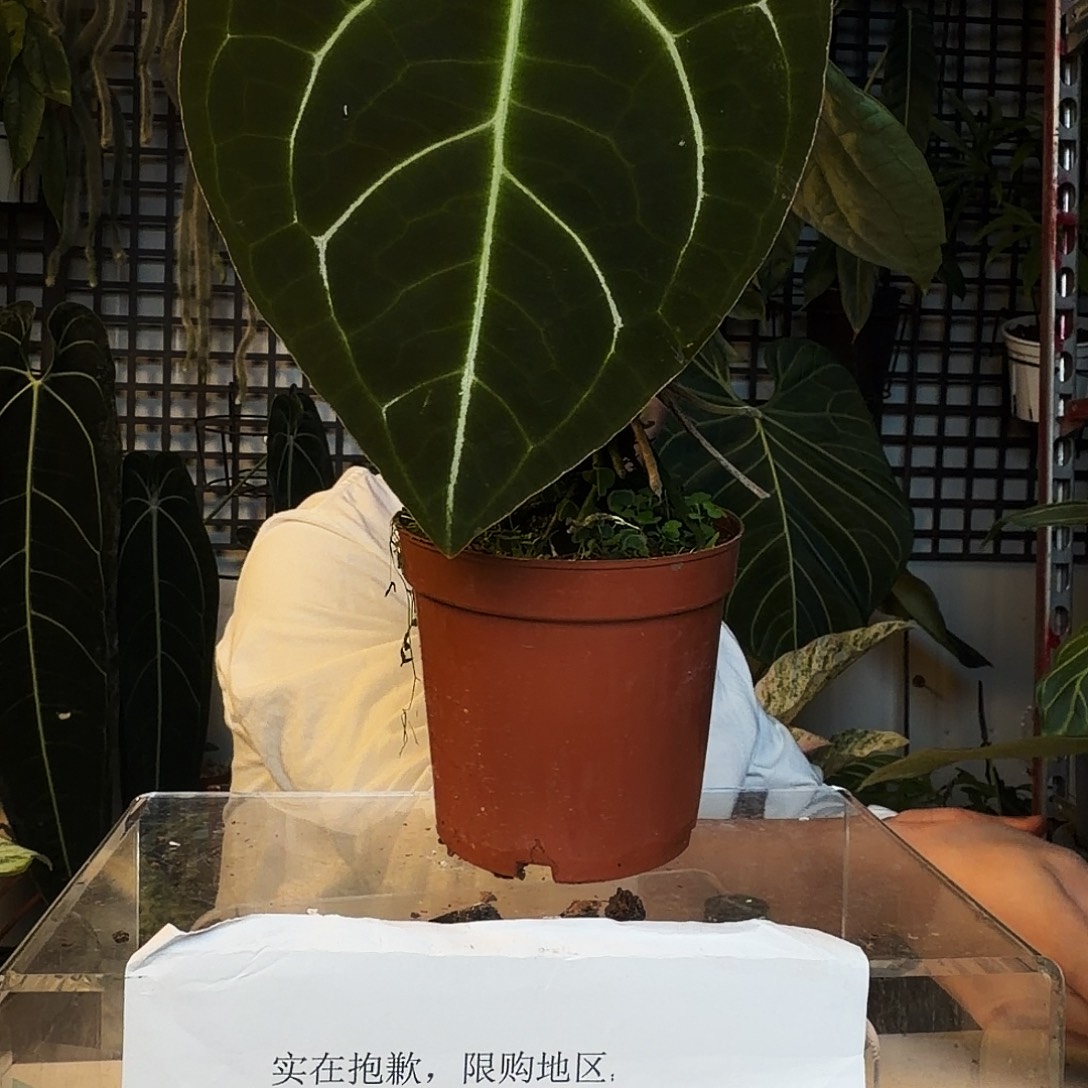 完全开放D47荧光贝斯